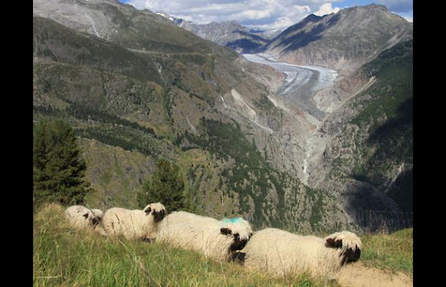 In Einerkolonne «marschierten» die Schafe ein.