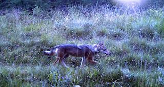 Nicht zufrieden. Der Verein Lebensraum Wallis ohne Grossraubtiere will nun gegen das BAFU vorgehen (Symbolbild).