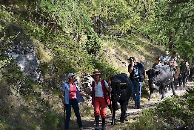 Impressionen vom Alpabzug der Alpe Pletschen. 