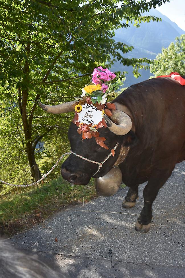 Impressionen vom Alpabzug der Alpe Pletschen. 