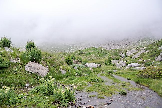 Pro Natura will auf der Wasenalp eine Quelle schützen und hat deshalb Beschwerde beim Kantonsgericht eingereicht. Der Grossteil des Projekts dürfte aber dennoch realisiert werden.