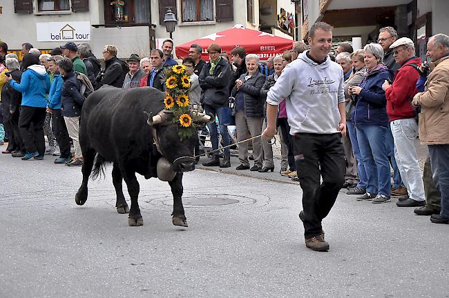 Viel Publikum an der diesjährigen Alpabfahrt von der Belalp.