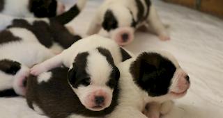 Der Bernhardinernachwuchs der Fondation Barry.