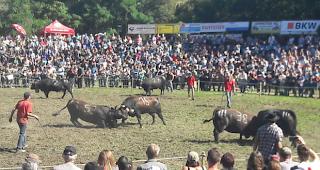 Blick in die Goler-Arena in Raron, die bis 2024 einer Moorlandschaft weichen muss. 