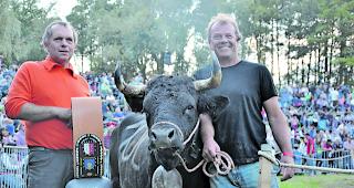 Unterwalliser Champion. &laquo;Brigande&raquo; von Gerard Devillaz holte sich die Siegerglocke bei den Erstmelken.  