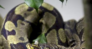 Pythons erw&uuml;rgen ihre Opfer. (Symbolbild)