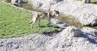 Gehts nach dem Willen der Initianten, soll der Wolfsbestand reguliert werden.