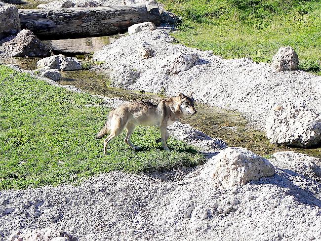 Gehts nach dem Willen der Initianten, soll der Wolfsbestand reguliert werden.