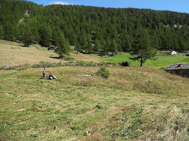 Bei der üblichen Mahdweise von Aussen nach Innen werden die Wachtelkönige vor dem Mäher hergetrieben, zuletzt eingeschlossen und vom Mäher erfasst. Erfolgt die Mahd, wie auf der Wiese bei Simplon-Dorf langsam, von Innen nach Aussen und bestehen Randstrukturen als Zufluchtsorte, können Wachtelkönige trotz Mahd überleben.