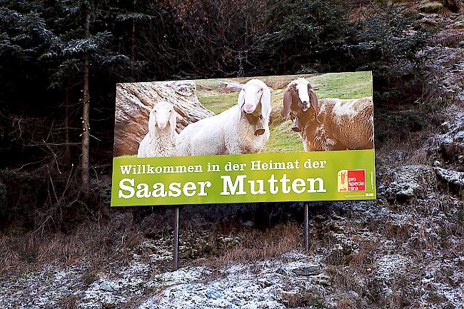 Die Infotafel soll die Leute für die Saaser Mutten sensibilisieren.
