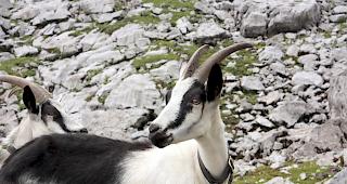 In Zermatt werden Pfauenziegen vermisst.