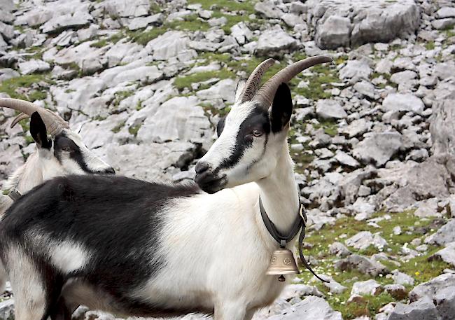 In Zermatt werden Pfauenziegen vermisst.