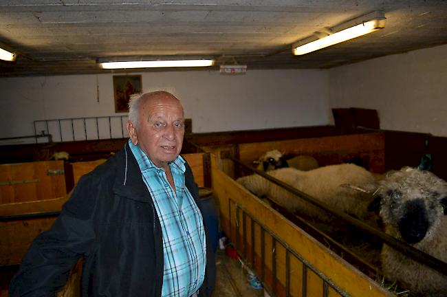 Medard Zimmermann schaut immer noch regelmässig nach den Schafen.