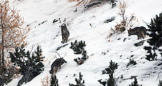 Die Gruppe Wolf Schweiz schiesst erstmals Fotos von mehreren W&ouml;lfen in der Augstbord-Region und best&auml;tigt mit der Bildstrecke eine Rudelbildung in den Schattenbergen. Die Fotos sind im November 2016 entstanden.  








