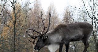 In Sibirien gibt es aktuell etwa 400'000 Rentiere. Die Zahl sei in den vergangenen Jahren deutlich zur&uuml;ckgegangen. (Themenbild)