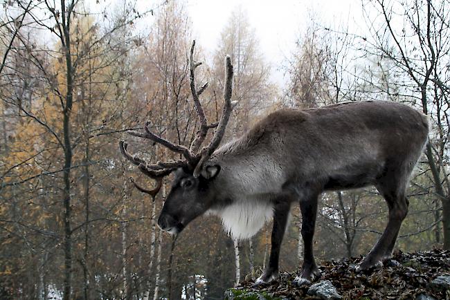 Daheim im Mattertal. Rentier Rudolph-Theophil fühlt sich in den Herbrigger Hängen sichtlich wohl. 