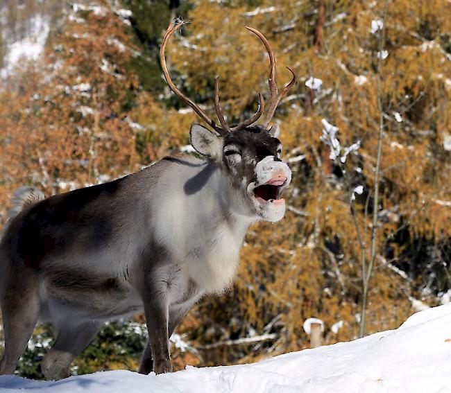 Wildes Wild. Nicht darauf getrimmte Rentiere lassen sich kaum für eine Schlittentour mit dem Weihnachtsmann einspannen. 