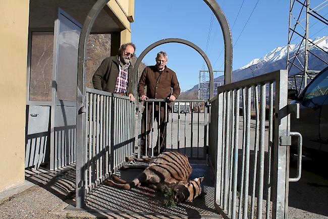 Wildhüter Urs Zimmermann kontrolliert eine erlegte Hirschkuh von Jäger Veit Bittel am Kontrollposten in Gamsen.