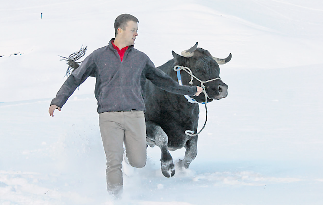 Wehe, wenn sie losgelassen. Im Schnee zeigt die aufgeweckte Eringerkuh «Tiara», was in ihr steckt.