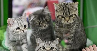 Durch die Kastrationspflicht soll verhindert werden, dass sich Katzen &uuml;berm&auml;ssig vermehren. (Symbolbild)