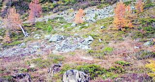 Schnappschuss. Zwei W&ouml;lfe in der Augsbordregion, aufgenommen im November 2016 durch eine Fotofalle der Gruppe Wolf Schweiz. 