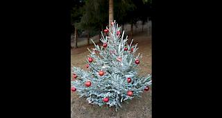&laquo;Letzthin bei einem Spaziergang im Wald hab ich diesen Baum bei einer H&uuml;tte entdeckt.&raquo;