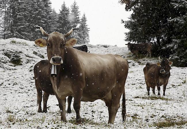 Für die Holländerin Nancy Holten sind Kuhglocken Tierquälerei. Unter anderem auch deshalb lehnte die Gemeindeversammlung von Gstipf-Oberfrick (AG) ein Einbürgerungsgesuch der Frau ab. 