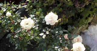 Einer von Artus Rosenstr&auml;ucher. Und unten rechts sein s&uuml;sser Hund. ;)