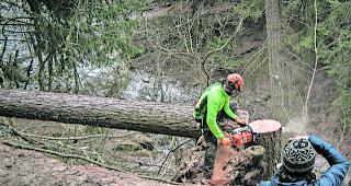 Zeitpunkt ist entscheidend. Andy Schnarf in Aktion w&auml;hrend einer Mondholzernte im vergangenen Dezember. 