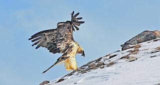 Imposant. Einer der drei Bartgeier auf der Gemmi. Mit einer Fl&uuml;gelspannweite von bis zu 2,9 Meter z&auml;hlen die Greifv&ouml;gel zu den gr&ouml;ssten flugf&auml;higen V&ouml;geln der Welt.  