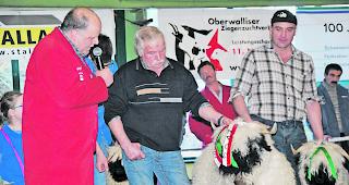 Die Sch&ouml;nste. Das Tier von Hugo Schnydrig aus St. Niklaus wurde zur Miss Visp 2017 gek&uuml;rt.  