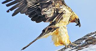 Einer der drei Gemmi-Bartgeier.