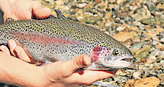 In Appenzell Steinegg sind im R&ouml;delbach mehrere hundert Bachforellen verendet. 