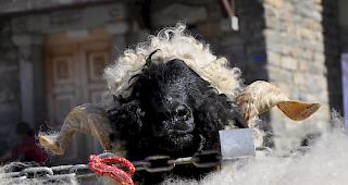 Ein besonders kecker der insgesamt 460 Widder.