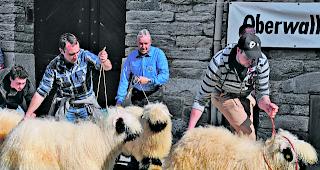 Wollige Pracht. Erfolgreiche Z&uuml;chter beim Gang auf die B&uuml;hne. 