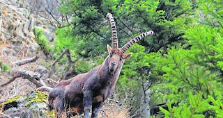 &laquo;Gebe mich von Weitem zu erkennen&raquo;. Willy Zengaffinen gelingen immer wieder sch&ouml;ne Momentaufnahmen. 