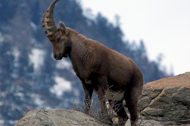 Höhenrausch. Auch im steilsten Gelände entpuppt sich der Steinbock als geschickter Kletterer. 