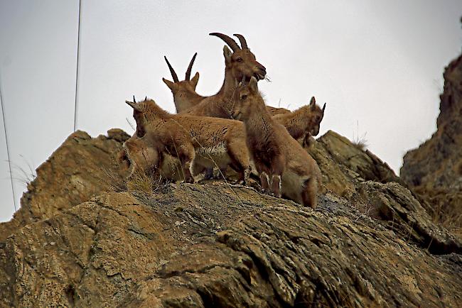 Heute leben in den Alpen wieder rund 45 000 Alpensteinböcke. Sie alle stammen von den letzten Exemplaren ab, welche vor etwa 200 Jahren im Gran Paradiso überleben konnten.