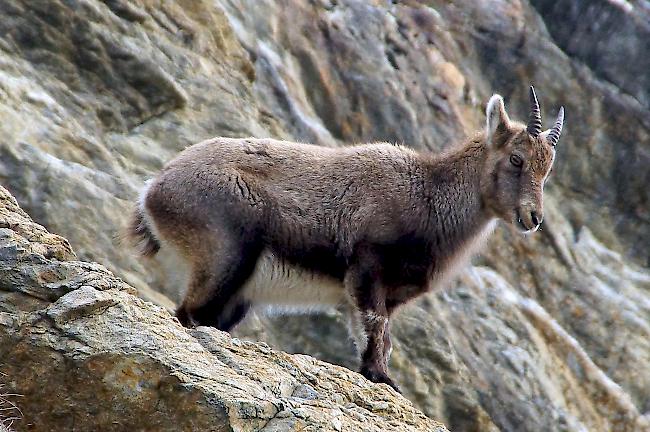 Die jagdliche Regulierung wird im Kanton Wallis gemäss Brantschen sehr selektiv vorgenommen, «basierend auf den Zähldaten der einzelnen Teilkolonien, mit Berücksichtigung des Winterabgangs». 