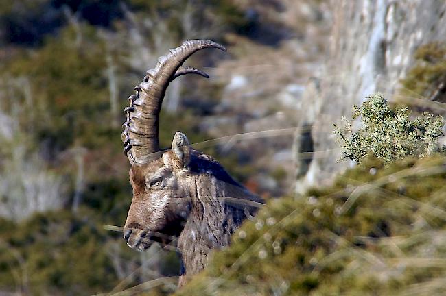 König der Berge. Ein Alpensteinbock sonnt sich in der felsigen Landschaft oberhalb von Steg-Hohtenn. 