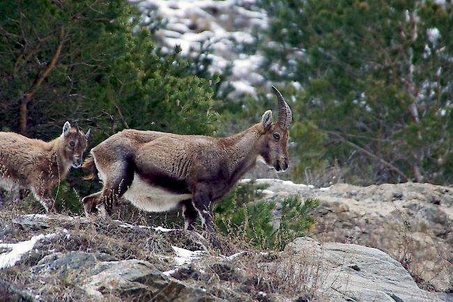 Steinwild meidet den Schnee. Wildhüter Martin Brantschen weist darauf hin, dass Wildtiere auch im Frühjahr weiterhin viel Ruhe brauchen würden, «damit sie mit den restlichen Energiereserven über den Winter kommen.» 