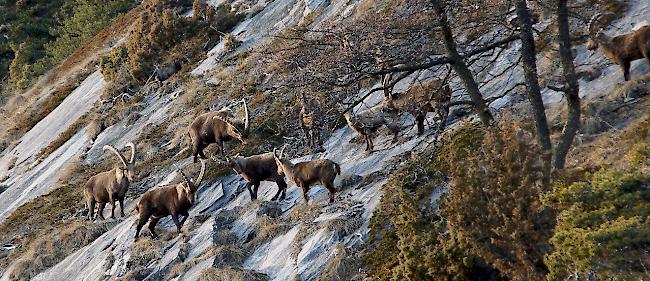 Eine Steinbock-Herde setzt sich meist aus mehreren Weibchen und Jungtieren zusammen, während junge Böcke lose Verbände bilden. Ältere Böcke sind oft als Einzelgänger unterwegs.  