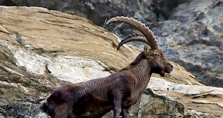 Der Steinbock geh&ouml;rt zu den gut &uuml;berwachten Wildtieren des Alpenraums.