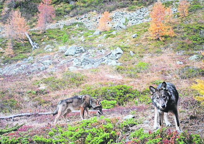 Unbemerkt. Das Wolfsmonitoring der DJFW im Augstbordgebiet hat bisher keine neuen Informationen zum Oberwalliser Rudel geliefert – rechts die gewilderte Wölfin F16.  