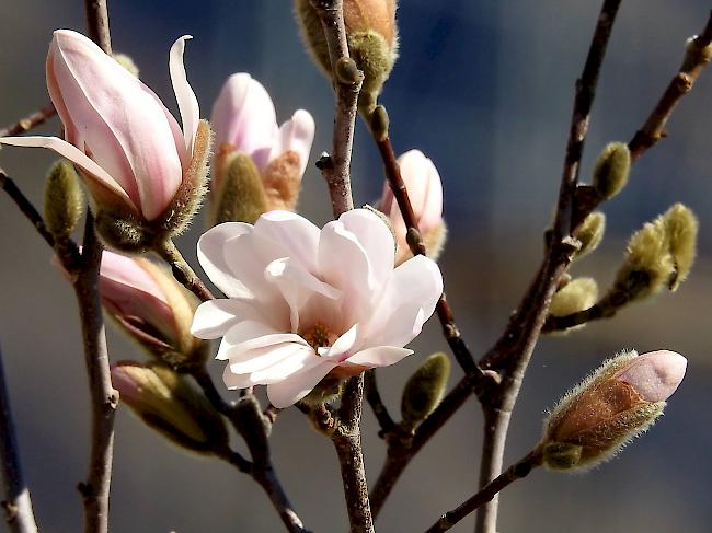 Im Frühling hatten wir beides: Sommerliche Wärme und Frost.