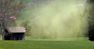 Die aggressiven Birkenpollen sind wieder unterwegs - und vermiesen Allergikern den Fr&uuml;hling. (Archivbild)