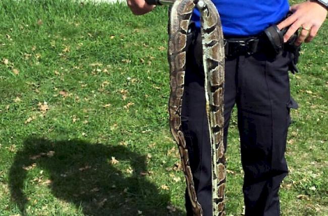 Als die Polizeibeamten beim Fundort eintrafen, war das Reptil bereits tot. 