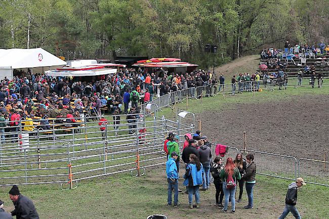 Impressionen vom Oberwalliser Stechfest in der Arena Goler in Raron. 