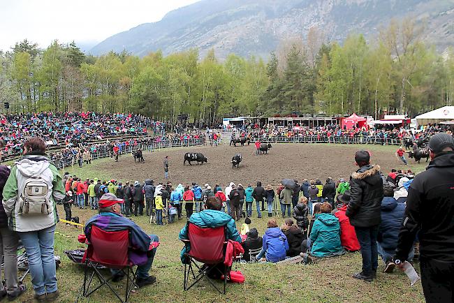 Impressionen vom ersten Stechfest 2017 im Goler im Oberwallis. 