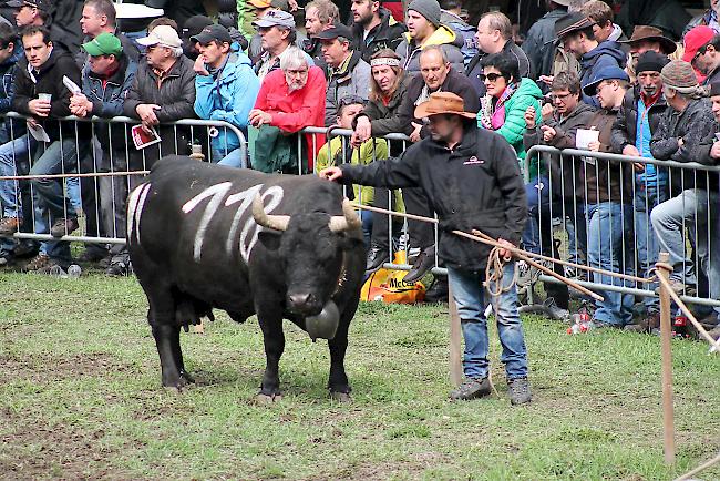 Impressionen vom ersten Stechfest 2017 im Goler im Oberwallis. 